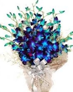 Blue Orchids